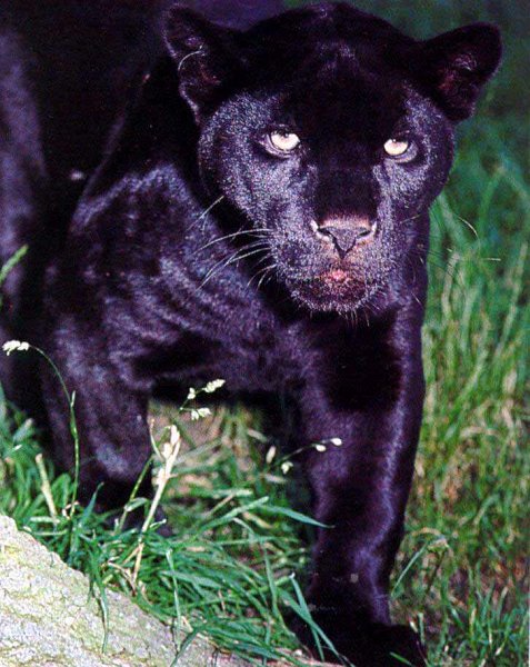 Blackpanther - 40.jpg